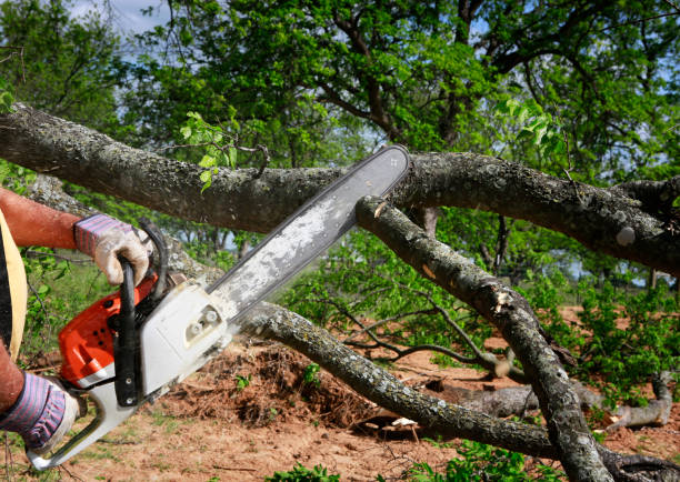 Trusted Guttenberg, NJ Tree Care Experts